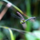 Blaugrüne Mosaikjungfer, Aeschnea cyanea, 16.09.2018