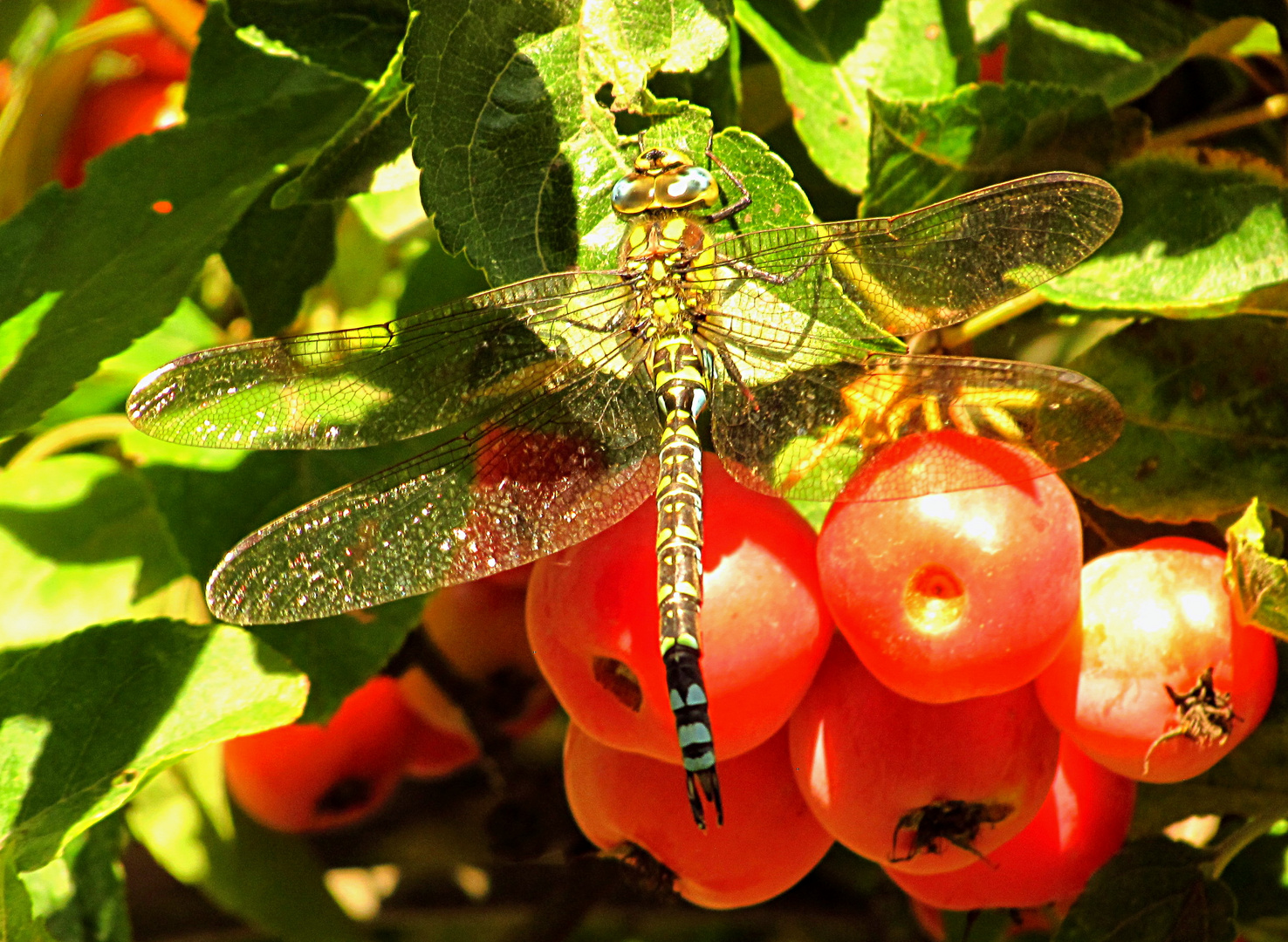 --- Blaugrüne Mosaikjungfer (Aeshna cyanea) ---