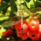 --- Blaugrüne Mosaikjungfer (Aeshna cyanea) ---