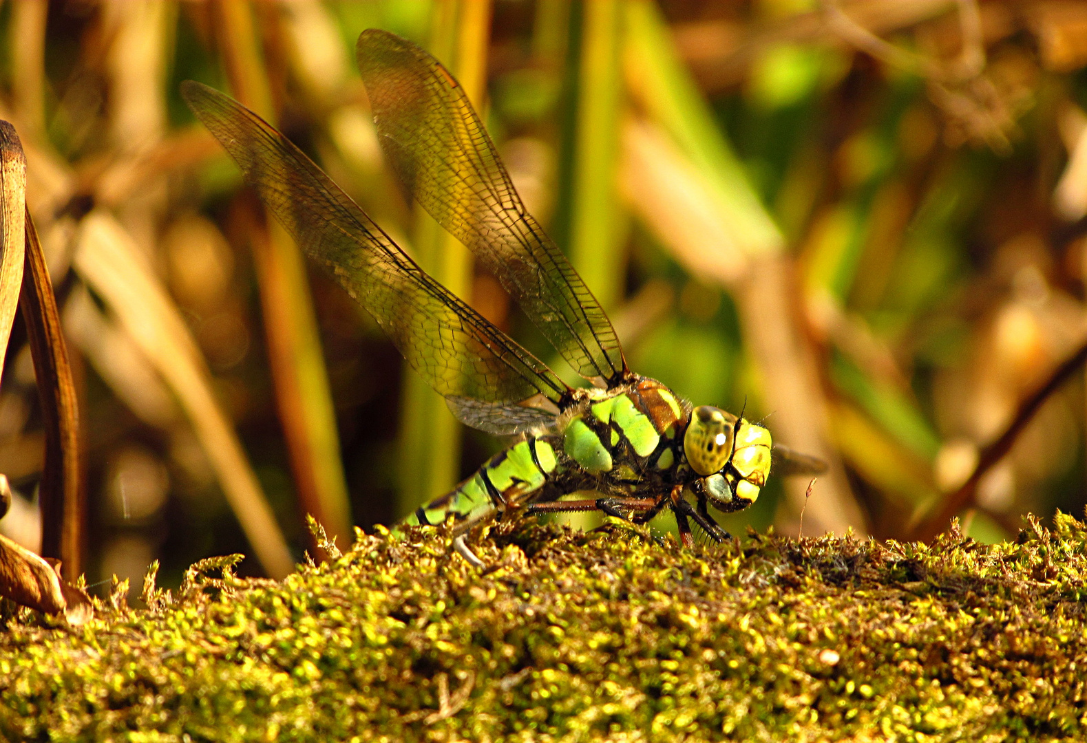 --- Blaugrüne Mosaikjungfer (Aeshna cyanea) ---