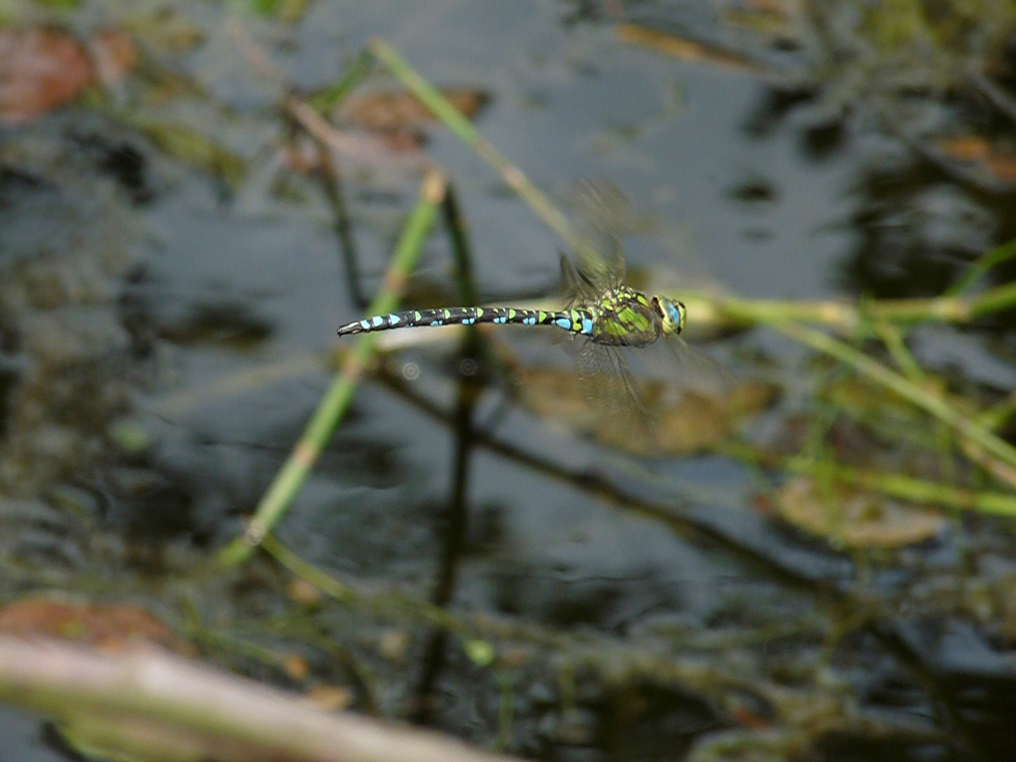 Blaugrüne Mosaikjungfer (Aeshna cyanea)