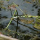 Blaugrüne Mosaikjungfer (Aeshna cyanea)