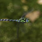 Blaugrüne Mosaikjungfer (Aeshna cyanea)