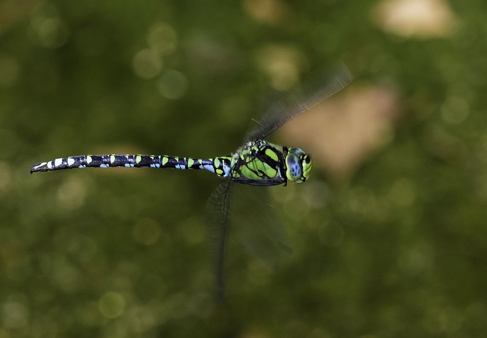 Blaugrüne Mosaikjungfer (Aeshna cyanea)