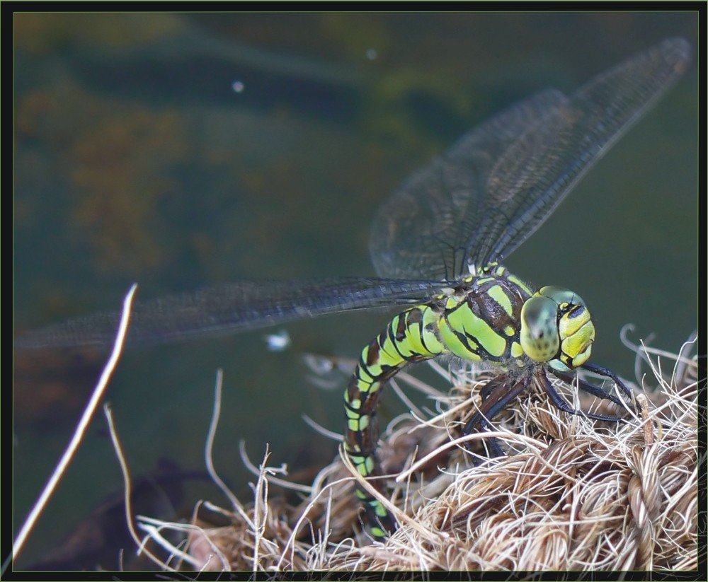 Blaugruene Mosaikjungfer (Aeshna cyanea)