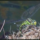 Blaugruene Mosaikjungfer (Aeshna cyanea)