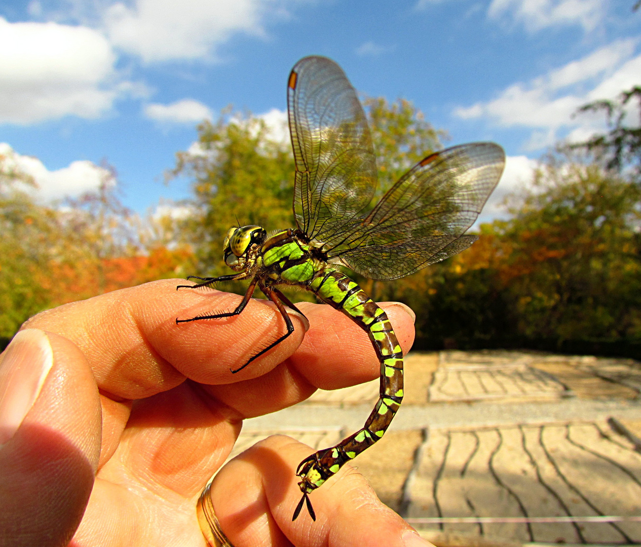 --- Blaugrüne Mosaikjungfer (Aeshna cyanea) ---