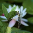 Blaugrüne Mosaikjungfer (Aeshna cyanea) 1