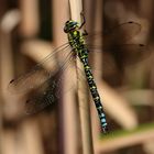 Blaugrüne Mosaikjungfer (Aeshna cyanea)