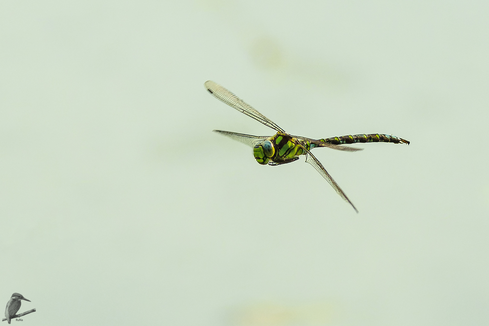 Blaugrüne-Mosaikjungfer - Aeshna cyanea