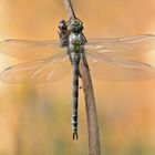 Blaugrüne Mosaikjungfer (Aeshna cyanea)