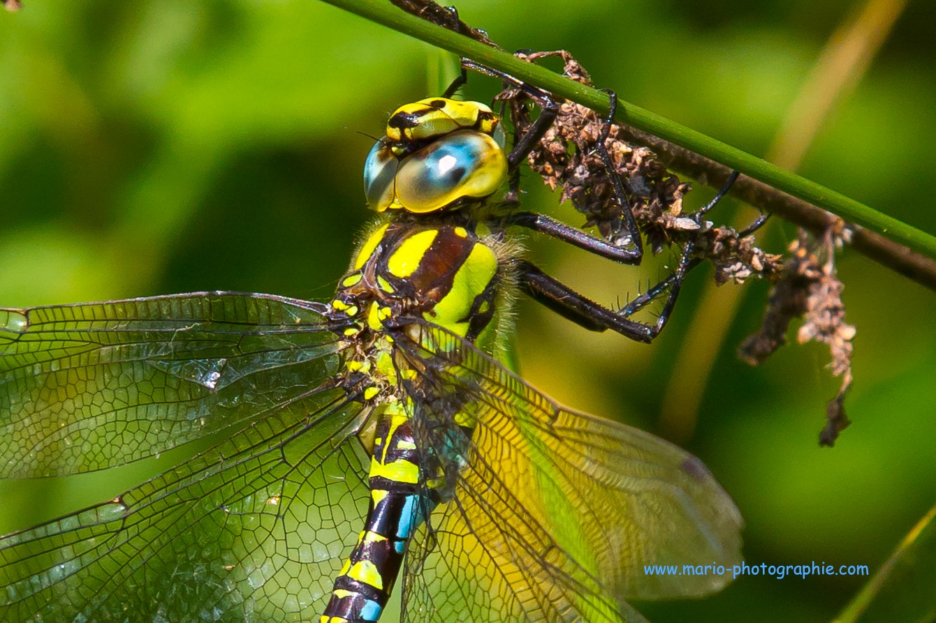 Blaugrüne Mosaikjungfer – Aeshna cyanea 2