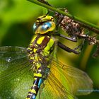 Blaugrüne Mosaikjungfer – Aeshna cyanea 2