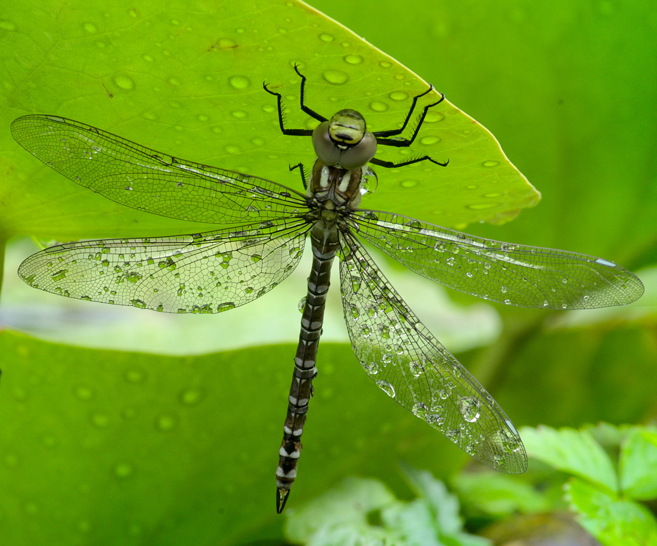 Blaugrüne Mosaikjungfer (Aeshna cyanea) 2