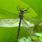 Blaugrüne Mosaikjungfer (Aeshna cyanea) 2