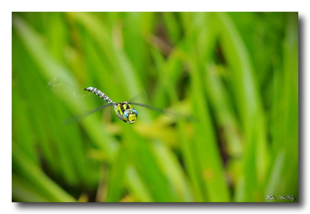 Blaugrüne Mosaikjungfer - Aeshna cyanea