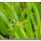 Blaugrüne Mosaikjungfer - Aeshna cyanea