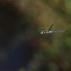 Blaugrüne Mosaikjungfer (Aeshna cyanea)