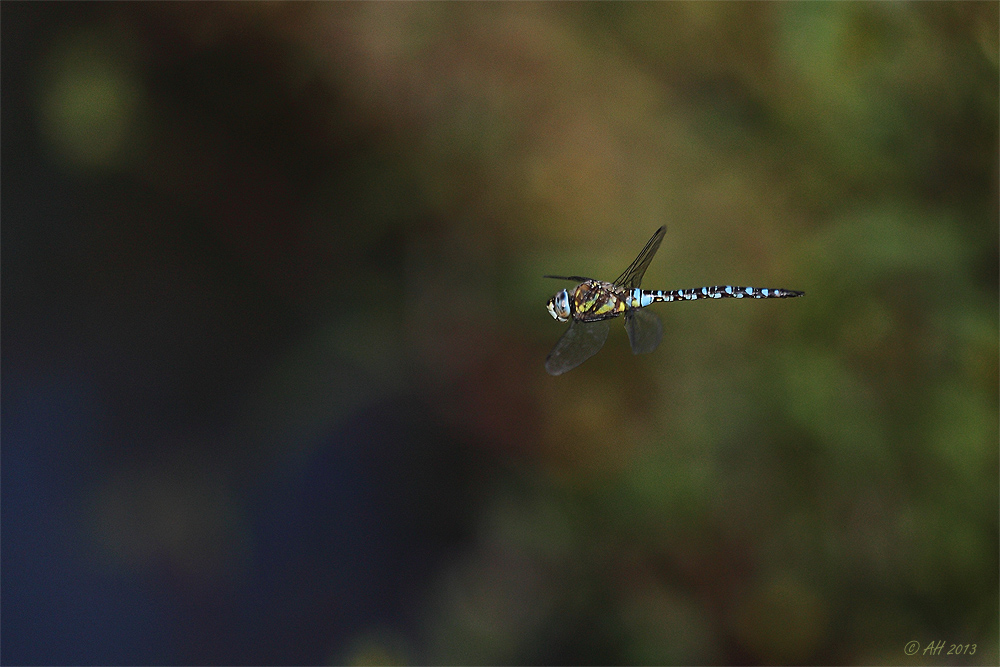 Blaugrüne Mosaikjungfer (Aeshna cyanea)