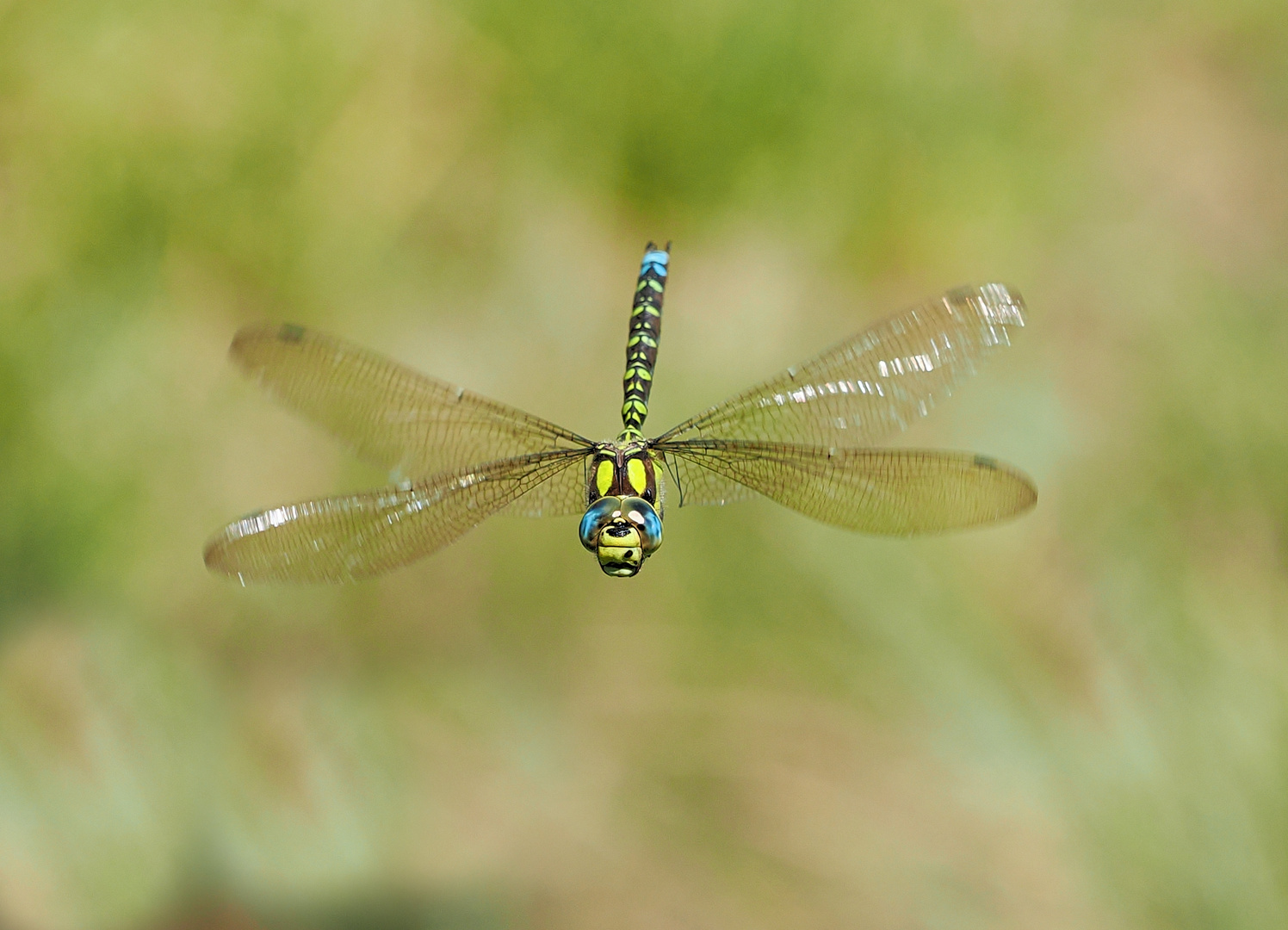 Blaugrüne Mosaikjungfer (Aeshna cyanea)