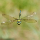 Blaugrüne Mosaikjungfer (Aeshna cyanea)