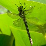 Blaugrüne Mosaikjungfer (Aeshna cyanea) 3