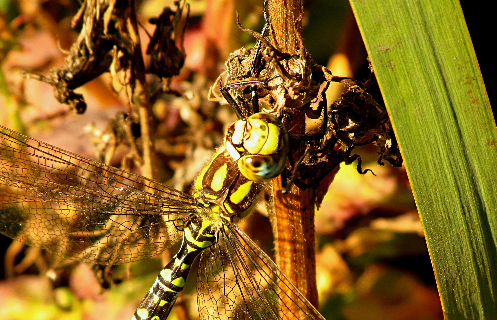 --- Blaugrüne Mosaikjungfer (Aeshna cyanea) ---