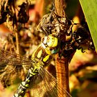 --- Blaugrüne Mosaikjungfer (Aeshna cyanea) ---