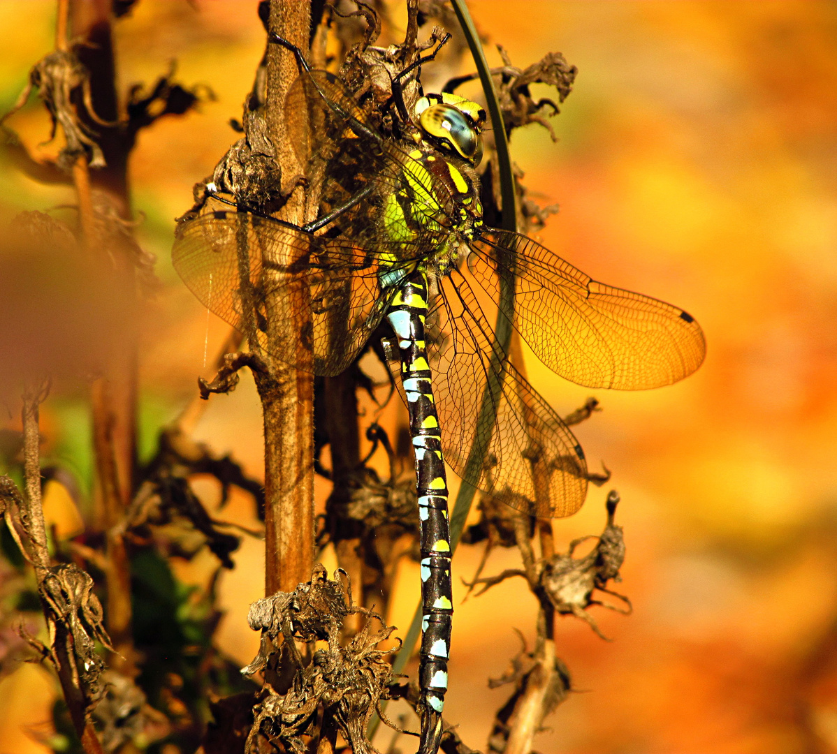 --- Blaugrüne Mosaikjungfer (Aeshna cyanea) ---