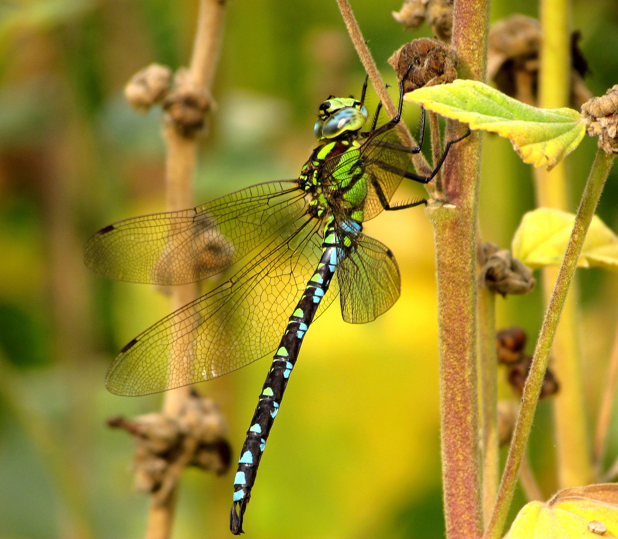 ... Blaugrüne Mosaikjungfer (Aeshna cyanea) ...