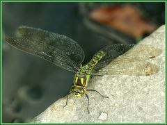 Blaugrüne Mosaikjungfer - Aeshna cyanea