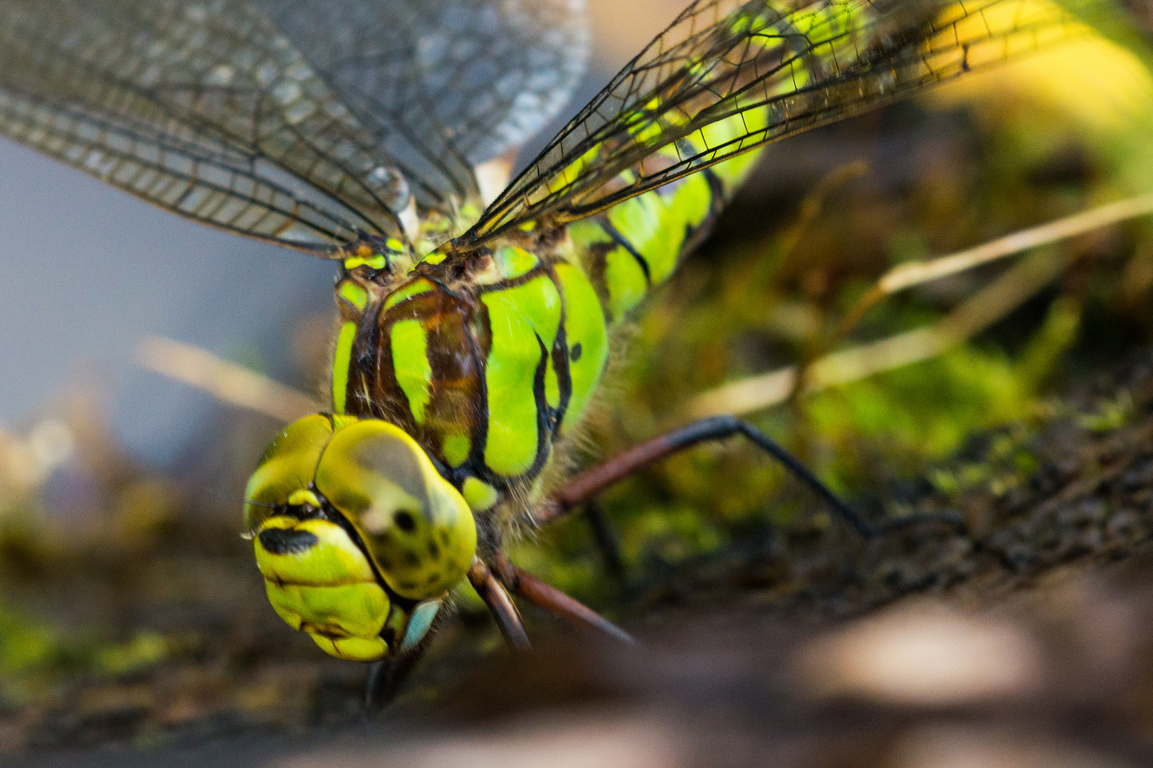 Blaugrüne Mosaikjungfer (Aeshna cyanea)