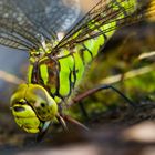 Blaugrüne Mosaikjungfer (Aeshna cyanea)