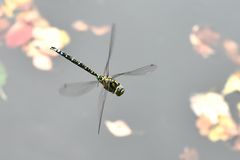 Blaugrüne Mosaikjungfer (Aeshna cyanea)