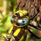 Blaugrüne Mosaikjungfer (Aeshna cyanea)