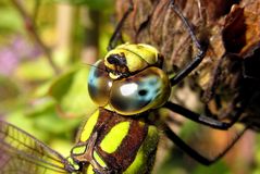 Blaugrüne Mosaikjungfer (Aeshna cyanea)