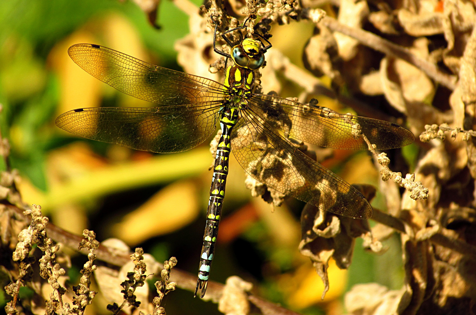 --- Blaugrüne Mosaikjungfer (Aeshna cyanea) ---