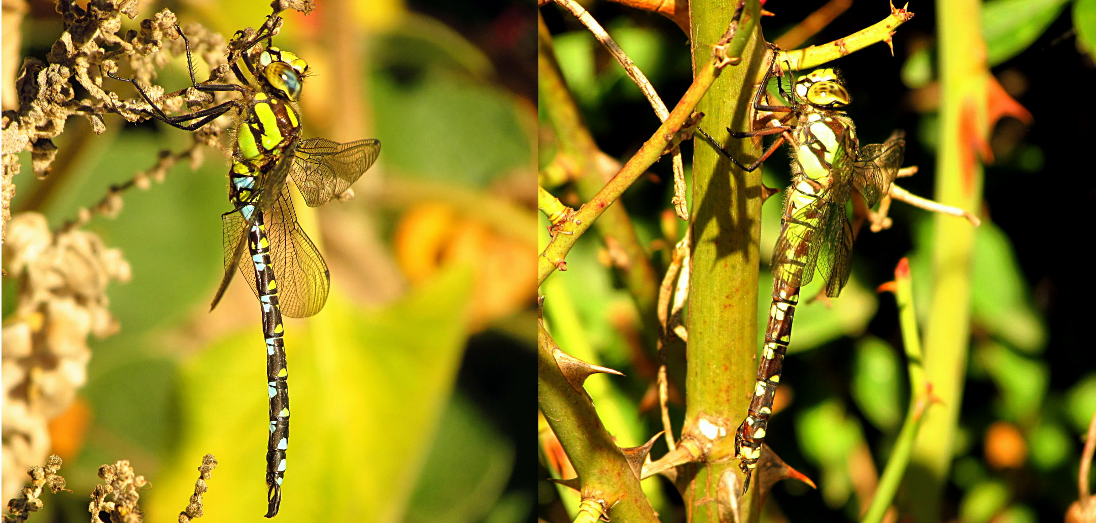 --- Blaugrüne Mosaikjungfer (Aeshna cyanea) ---