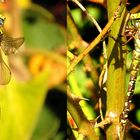 --- Blaugrüne Mosaikjungfer (Aeshna cyanea) ---