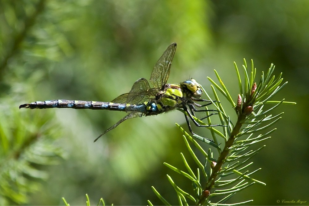 Blaugrüne Mosaikjungfer (Aeshna cyanea)