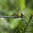 Blaugrüne Mosaikjungfer (Aeshna cyanea)