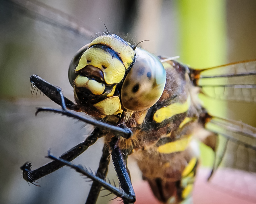 Blaugrüne Mosaikjungfer.( Aeshna cyanea)