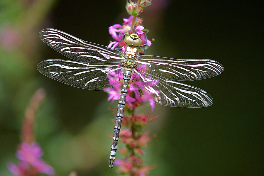 Blaugrüne Mosaikjungfer (Aeshna cyanea)