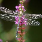 Blaugrüne Mosaikjungfer (Aeshna cyanea)