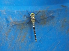 Blaugrüne Mosaikjungfer (Aeshna cyanea)