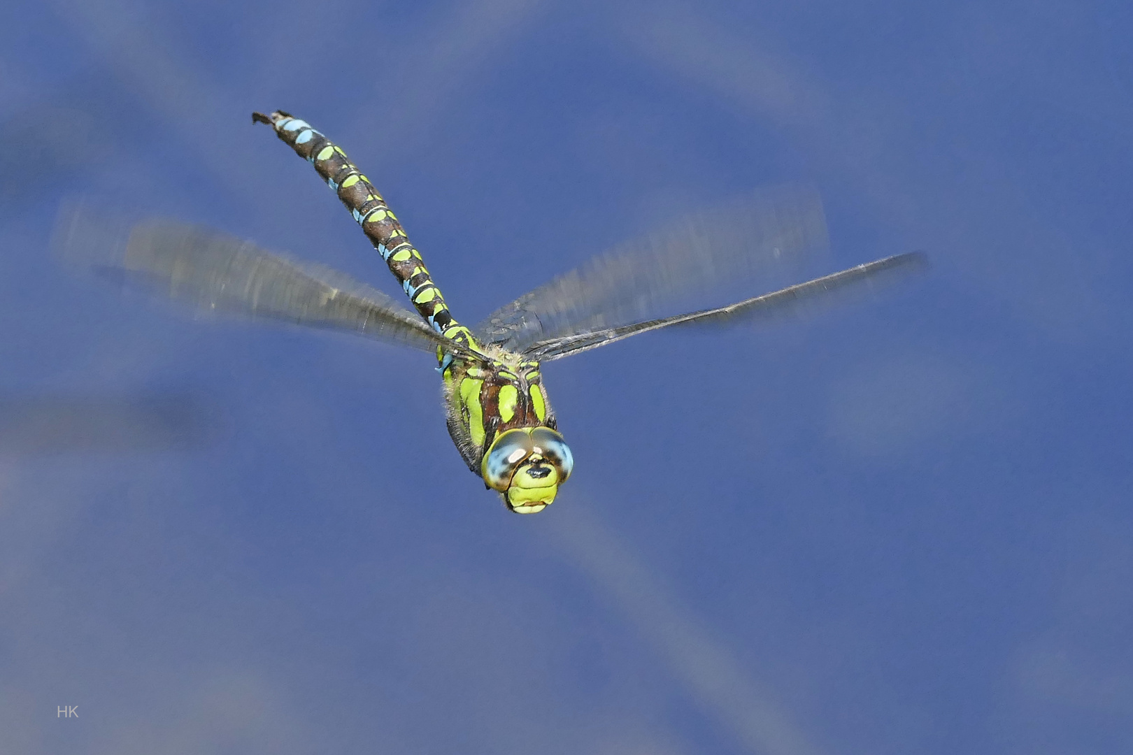 BLAUGRÜNE MOSAIKJUNGFER  (AESHNA CYANEA)