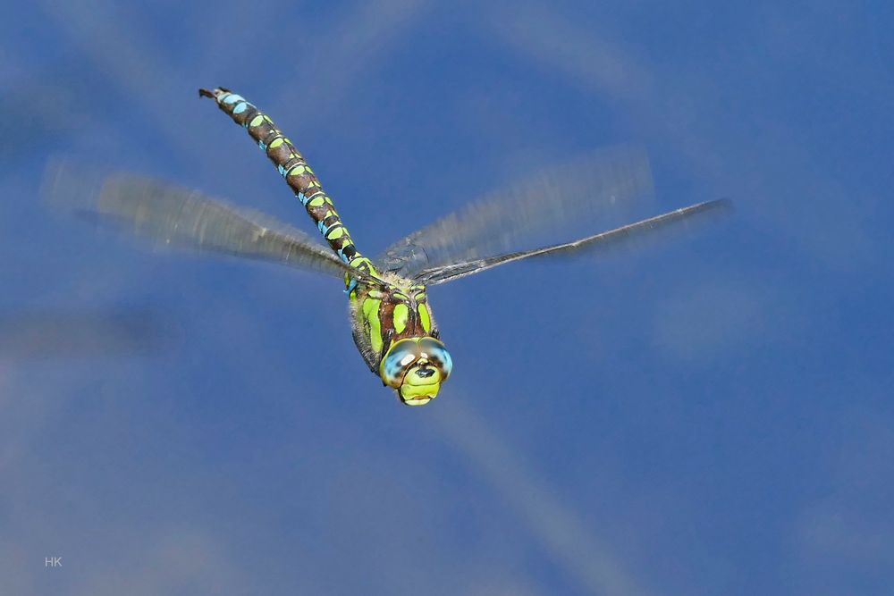 BLAUGRÜNE MOSAIKJUNGFER  (AESHNA CYANEA)