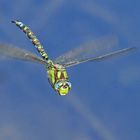 BLAUGRÜNE MOSAIKJUNGFER  (AESHNA CYANEA)