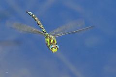 BLAUGRÜNE MOSAIKJUNGFER  (AESHNA CYANEA)