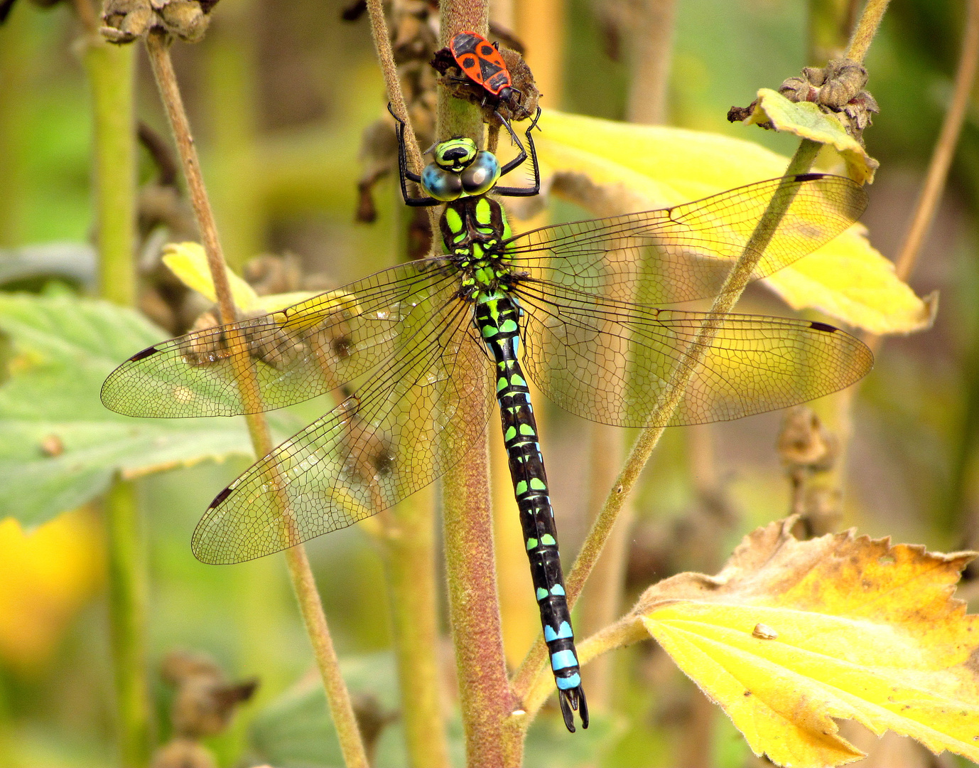 ... Blaugrüne Mosaikjungfer (Aeshna cyanea) ...